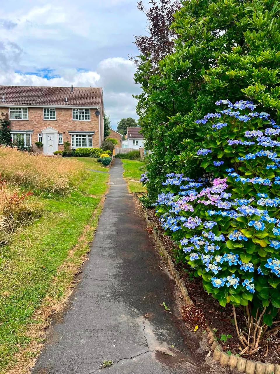 Hydrangea border along pathway