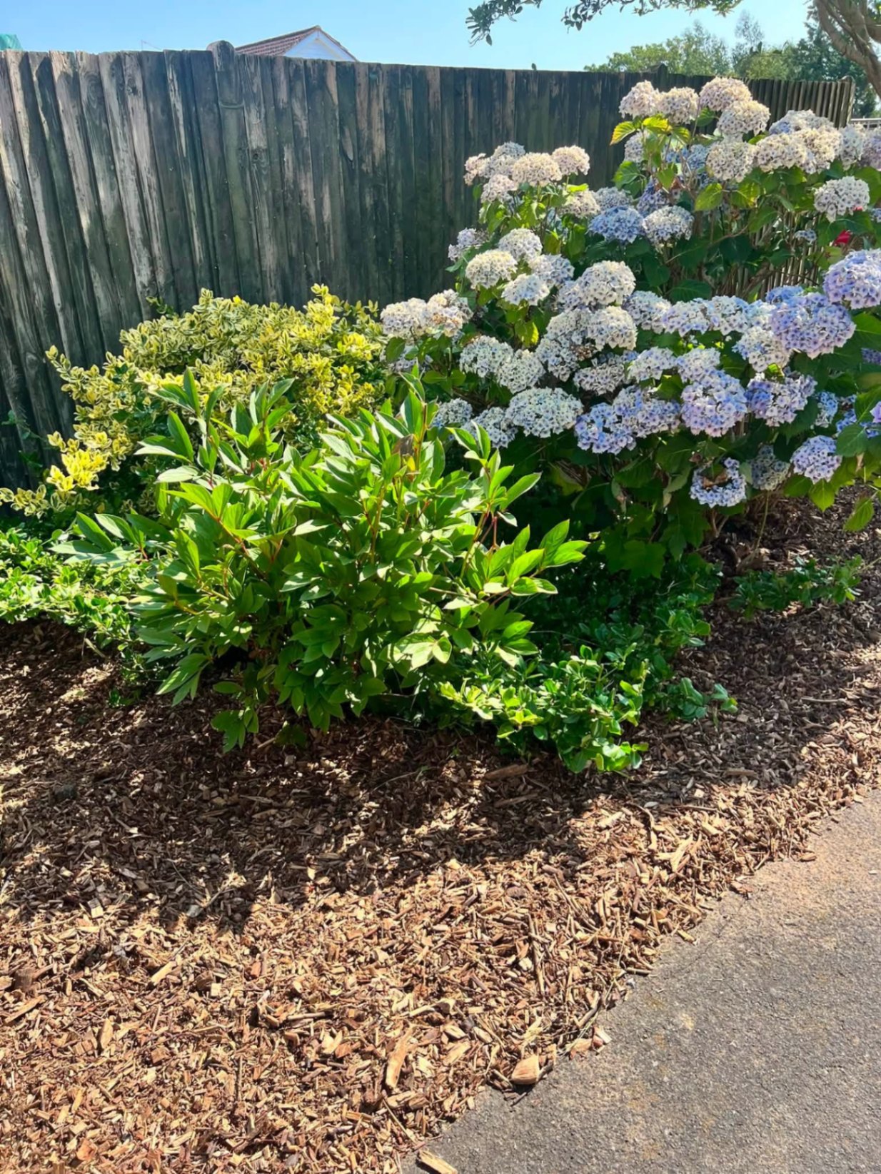 Established hydrangea & shrub bed