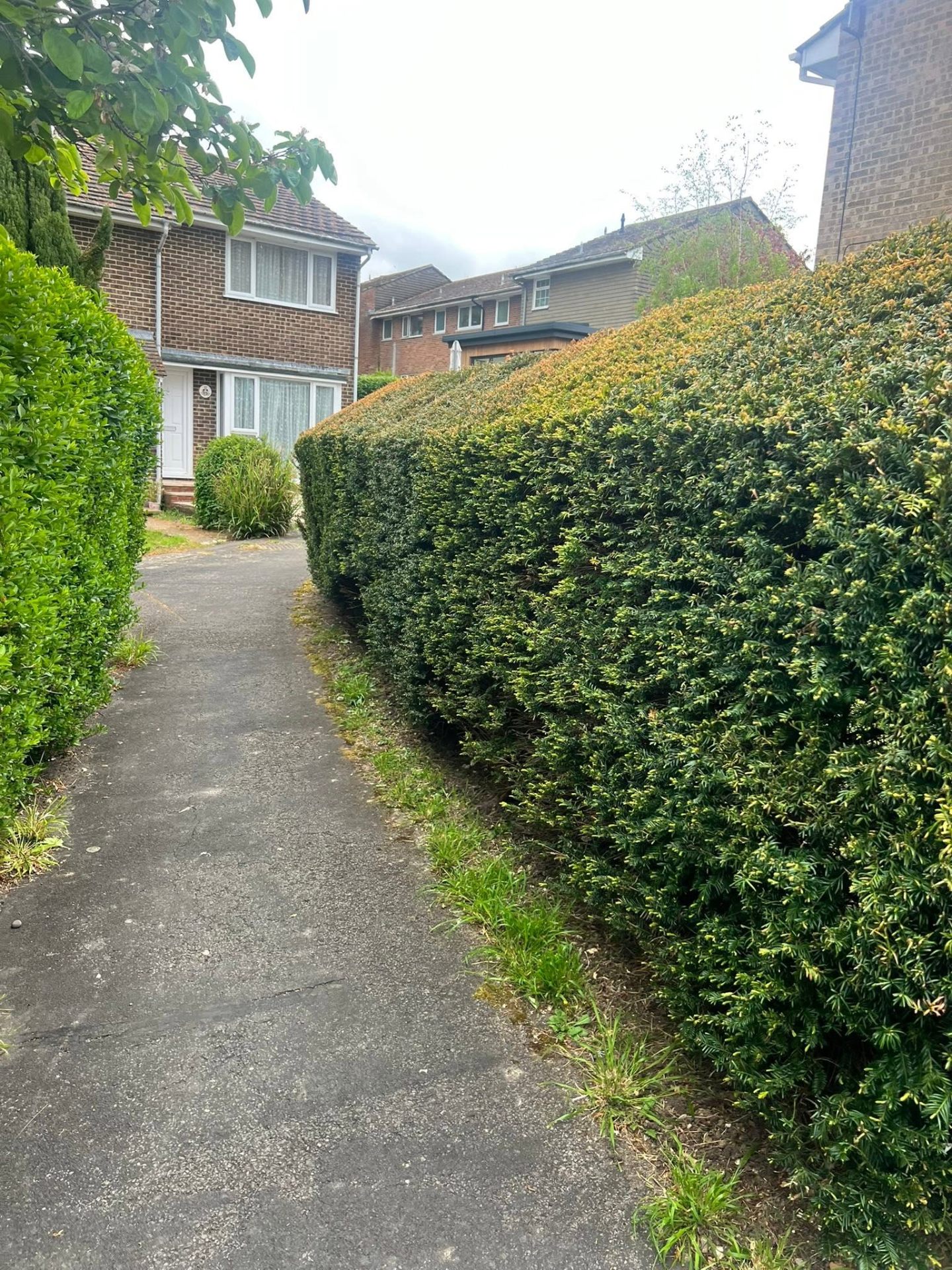 Formal yew hedge trim along pathway