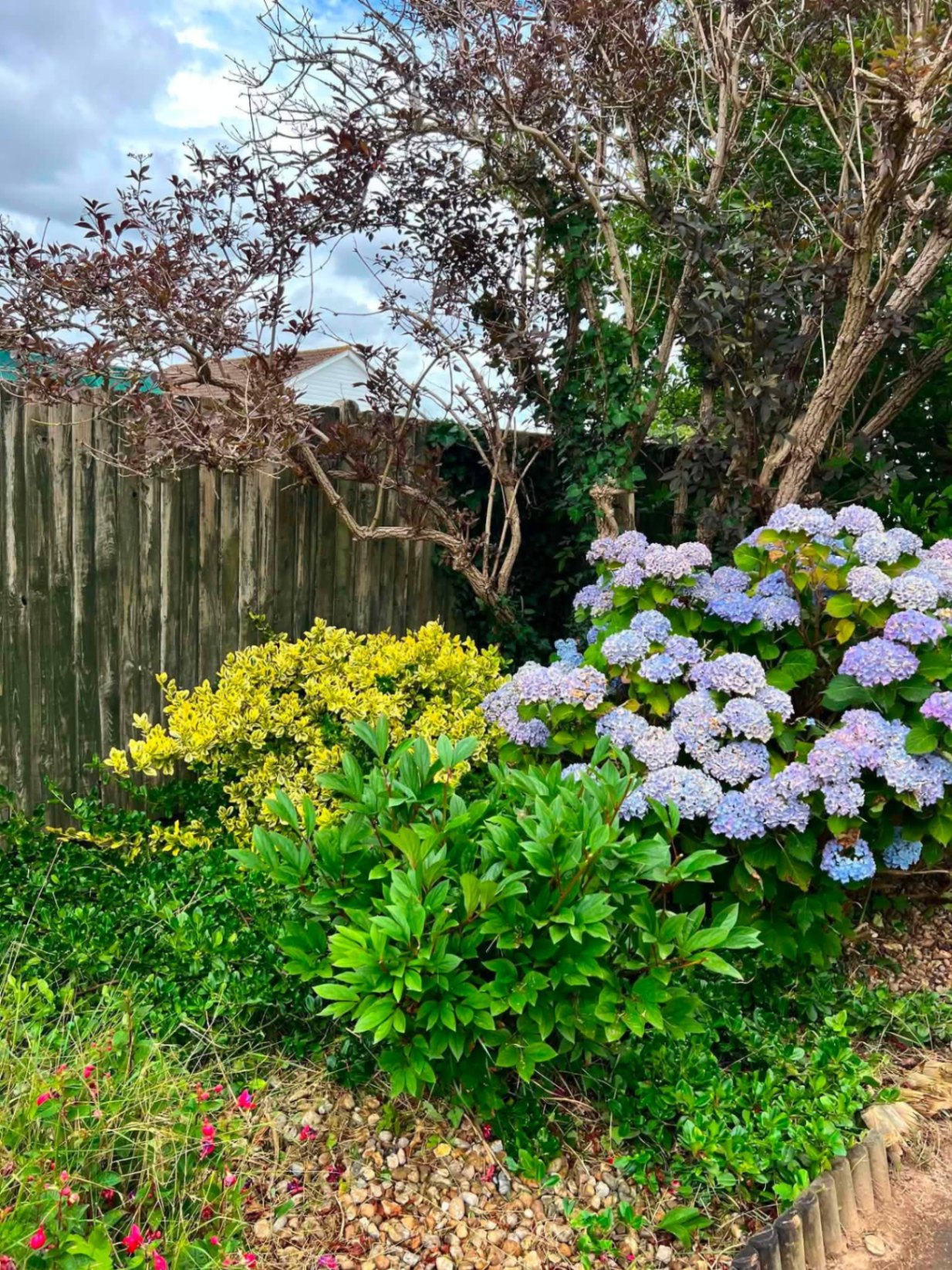 Mixed shrub & hydrangea border