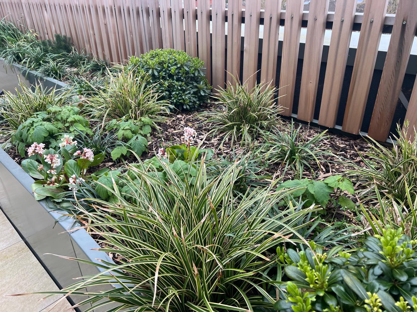 Mixed evergreen planted border