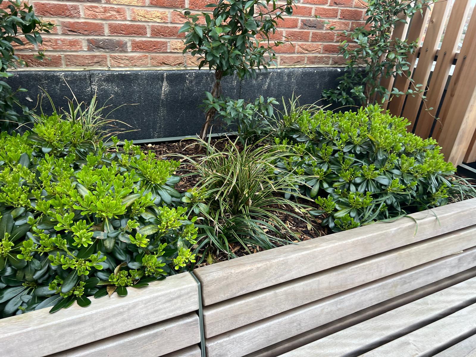 Structured shrub planting