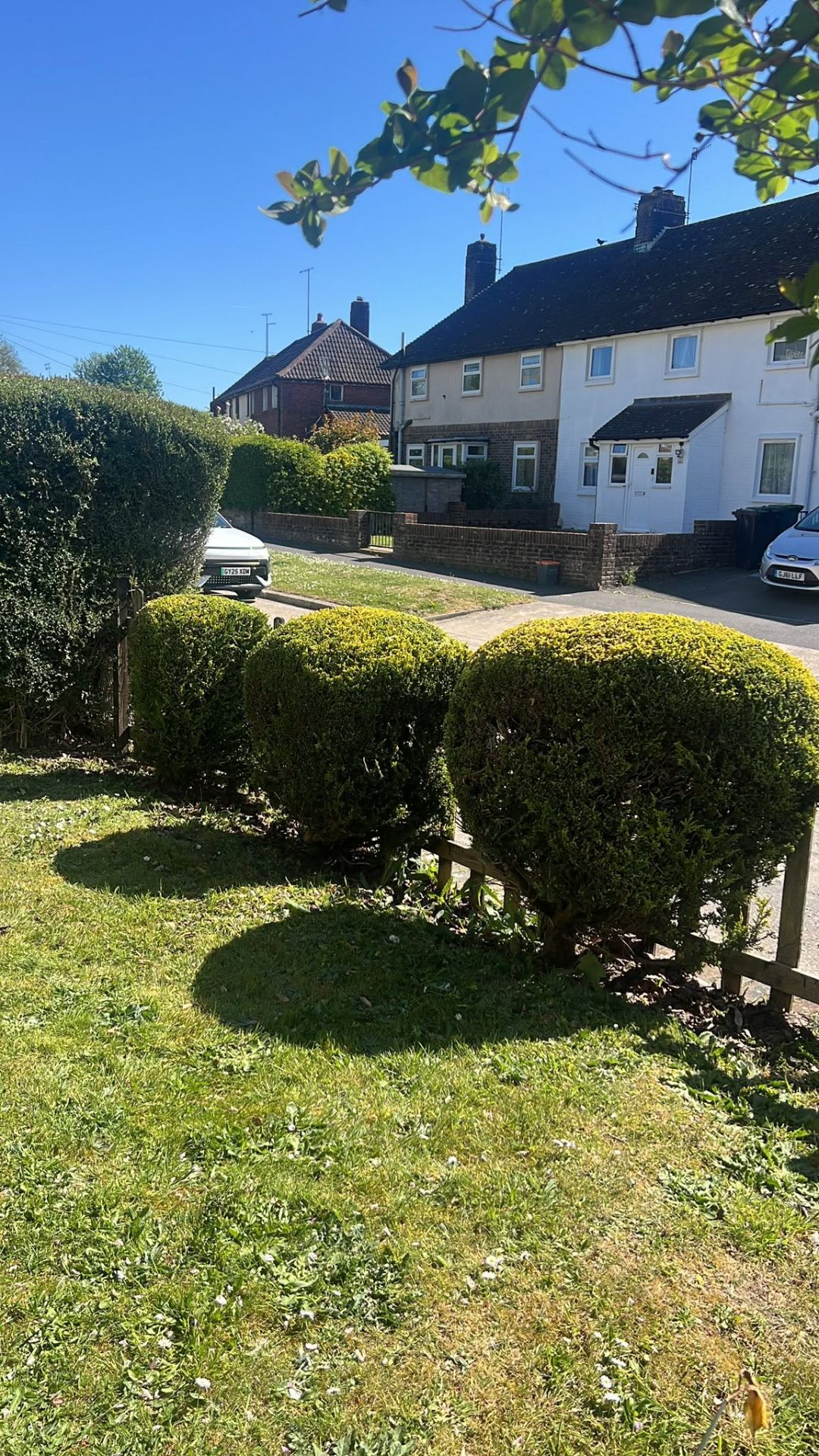 Ornamental box topiary maintenance