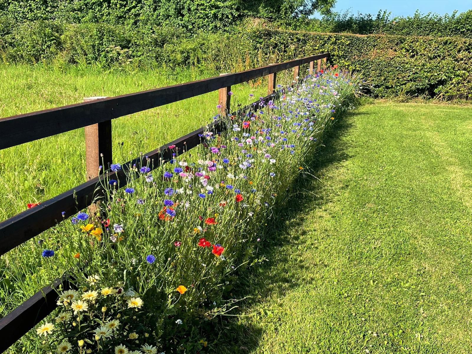 Wildflower border along post & rail fence