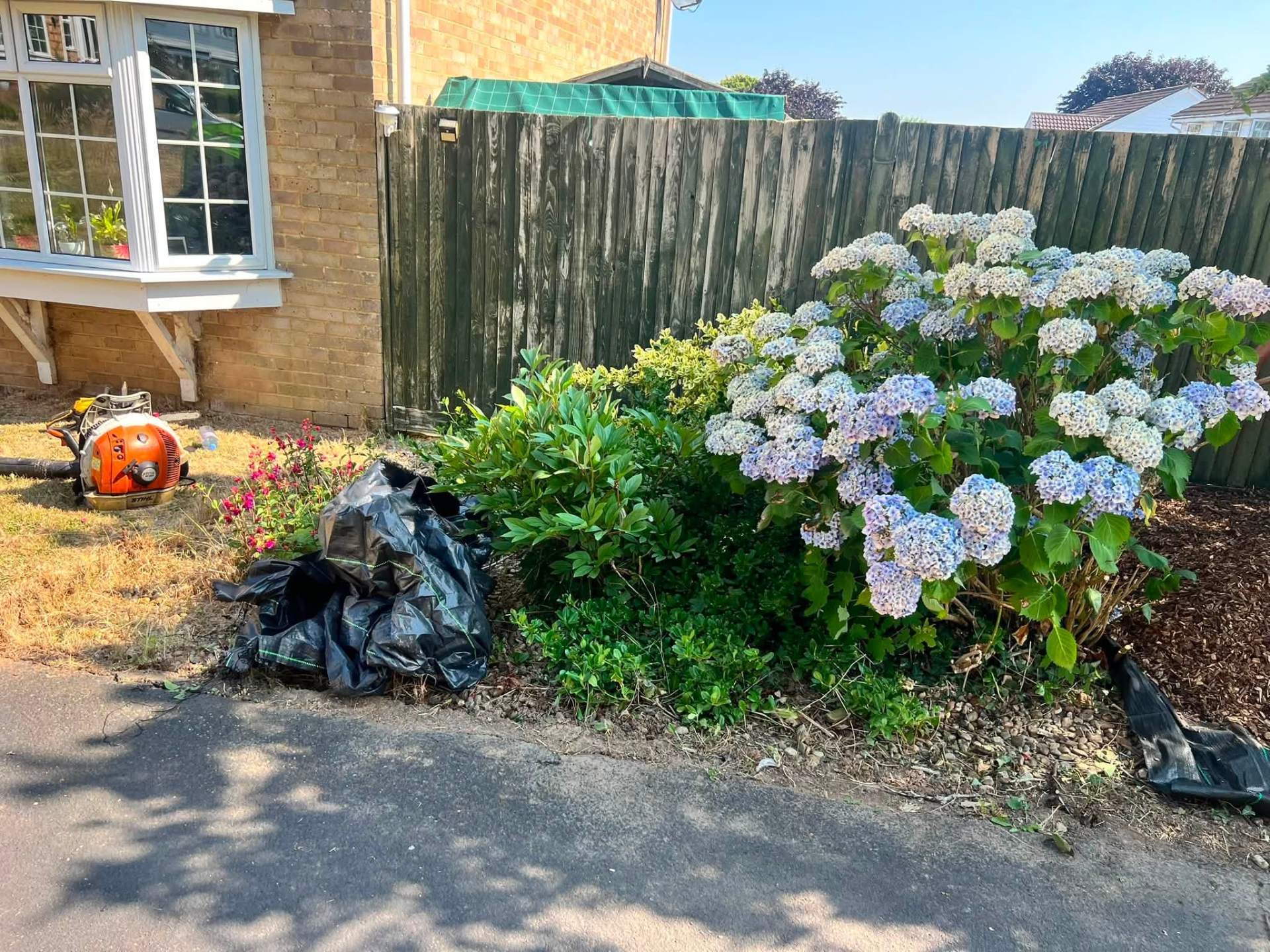 Front garden clearance & shrub tidy